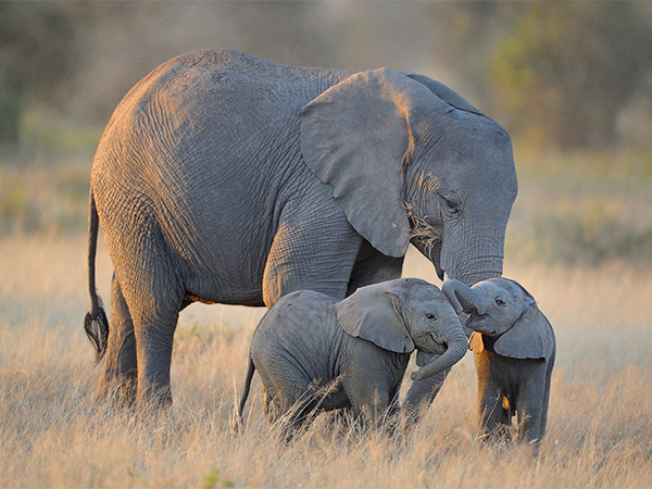 untouched-wilderness-trips-amboseli-1